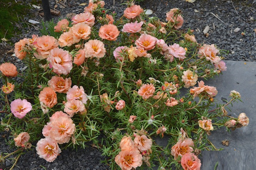 portulaca peach 1.jpg