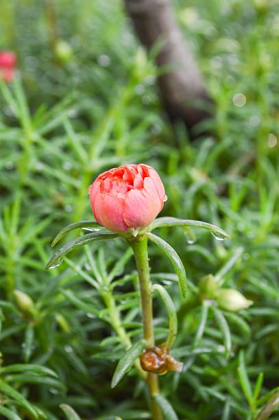 Pusley flower in garden (Portulaca oleracea).jpg