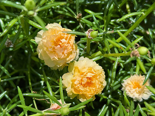 Portulaca oleracea flowers blooming in the garden..jpg