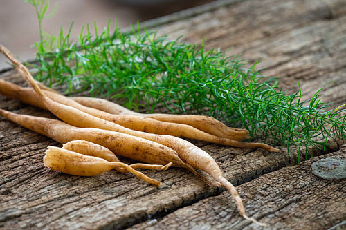 Shatavari or Asparagus racemosus roots on wooden background. herbal or ayurvedic medicine.jpg