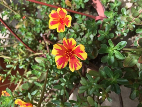 il 1588xN.6194738495 ldqi.jpg