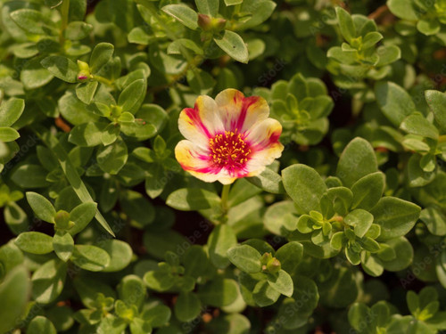 il 1588xN.6146641374 49fp.jpg