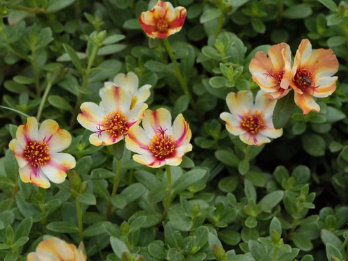 il 1588xN.6146641442 77x0.jpg