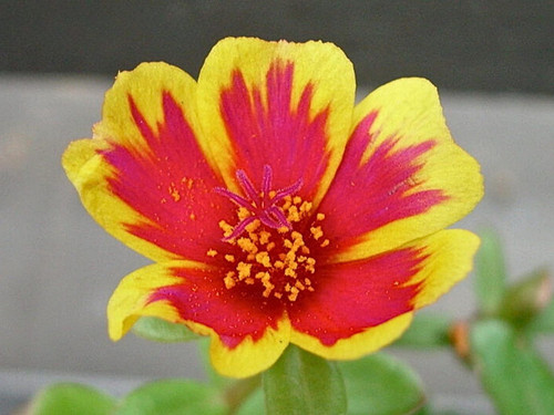 il 1588xN.6146641366 cney.jpg