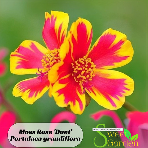 il 1588xN.6468671565 inv5.jpg