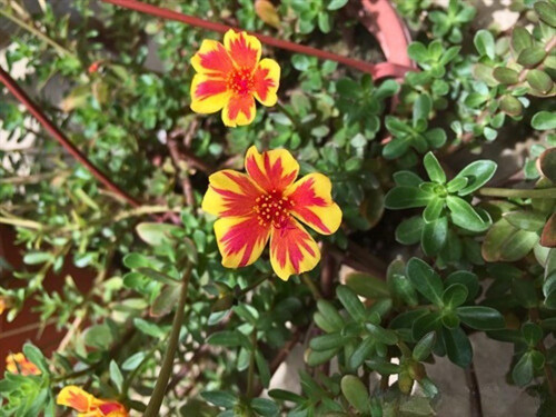 il 1588xN.6146641378 fubm.jpg