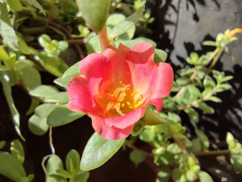 Close-up shot of Portulaca flower..jpg