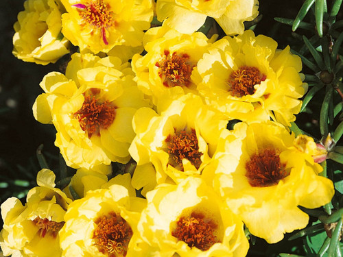 il 1588xN.6133124418 2r5u.jpg