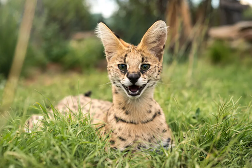 Baby serval 1024x683.png