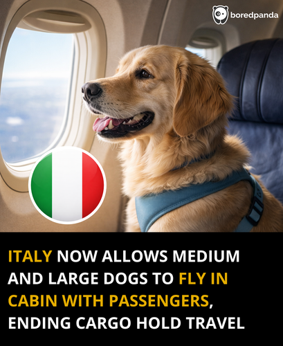 248. Italy allows pets to travel on planes as passengers.png