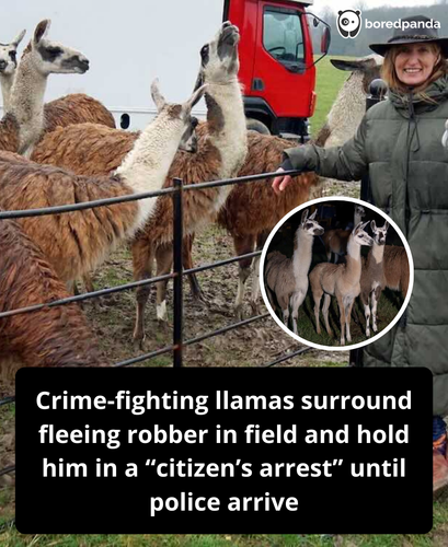 246. Llamas catch a robber.png