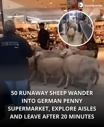 247. 50 Sheep visit a Penny supermarket in Germany.png