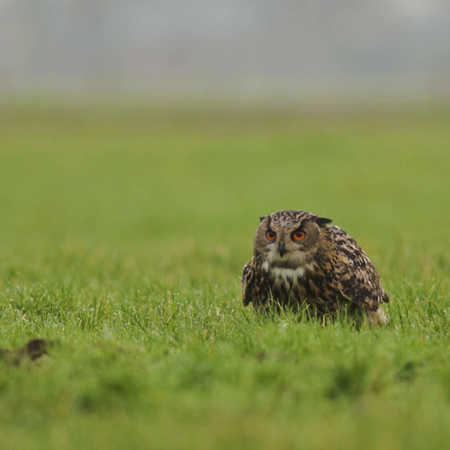 p i81YXlrnl 72qy.jpg