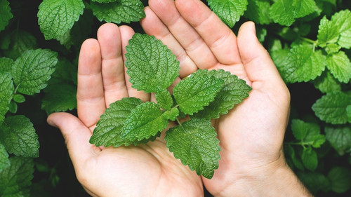 Pudina Patti Fresh Mint Leaves Benefits Uses Recipes Guide.jpg
