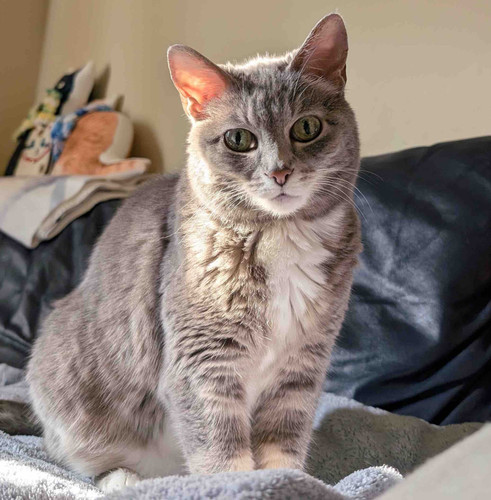 cat.jpg