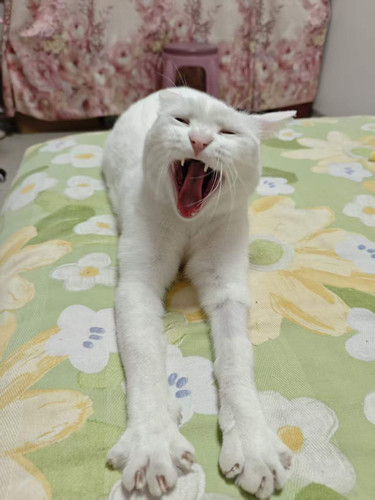 cat.jpg