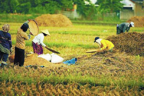 petani.jpg