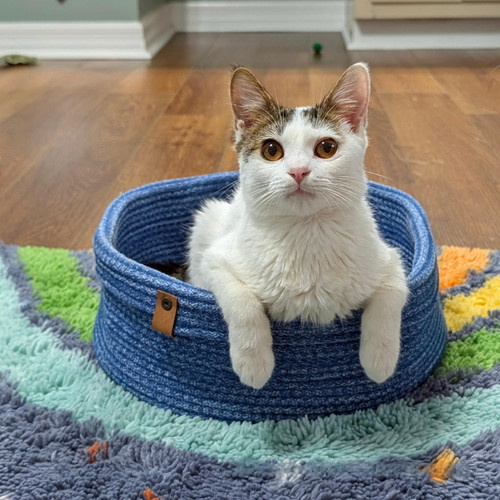 kat.jpg