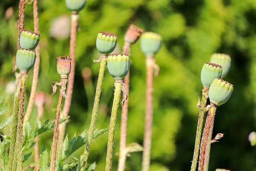 gbc814bd574b95f7d529e89720a6a109844096dbc134dd2067fe7537d5543009b4c0b138ba5c4037841b181d0269a0d50 64.jpg