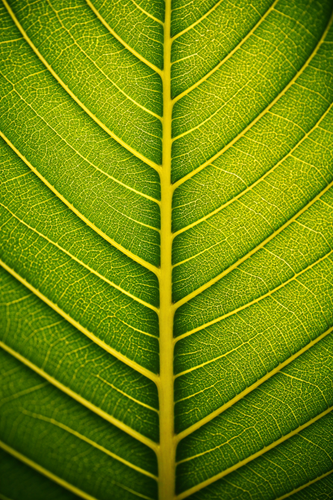 PATTERN.png