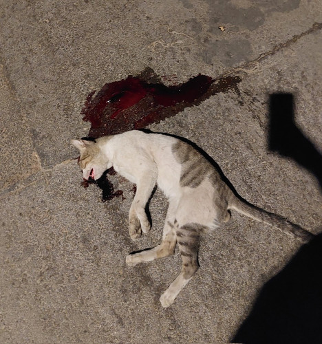 GVSsg7LWQAA yR5?format=jpg.jpg