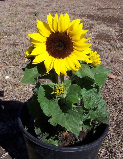 sunflower plant 01 01 click to buy original imag4kgvhveacsgb.webp