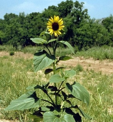 Sunflower e1424703701589.jpg