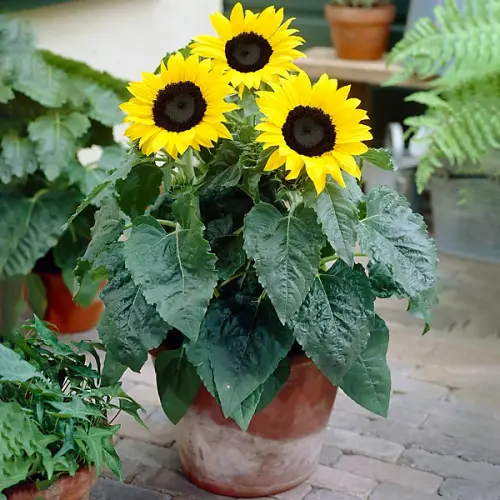 sunflower plant bright yellow flowering annual sunflower plants in 13cm pot ideal for uk gardens 20 .webp