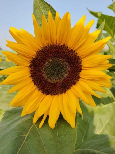 sunflower sudarshan 1 1200x1601.jpg