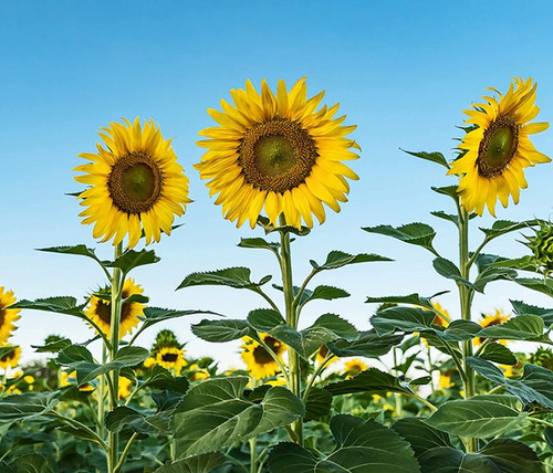 when to plant sunflowers 167ccf66dc6f4047b5db354db190d15d.jpg