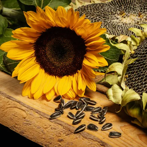 RG Sunflower 4.webp