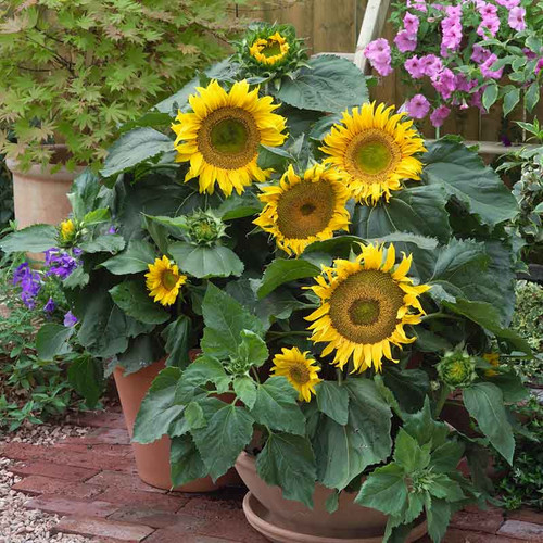sunflower sunspot flo 1.jpg
