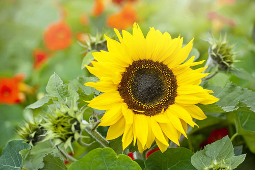 when to plant sunflowers 167ccf66dc6f4047b5db354db190d15d (1).jpg