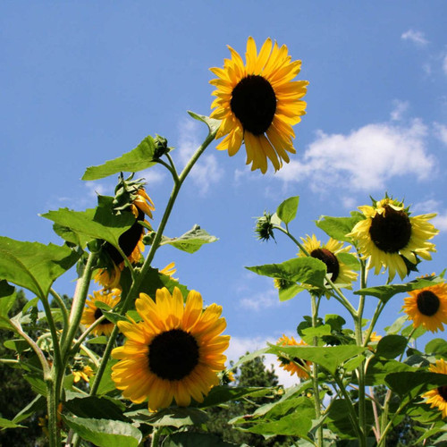 sunflower facts 1024x1024.jpg