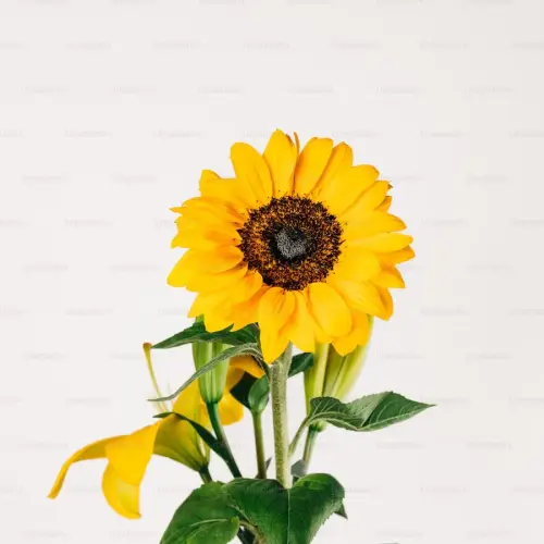 sunflower 2.webp