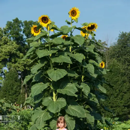 82064.webp