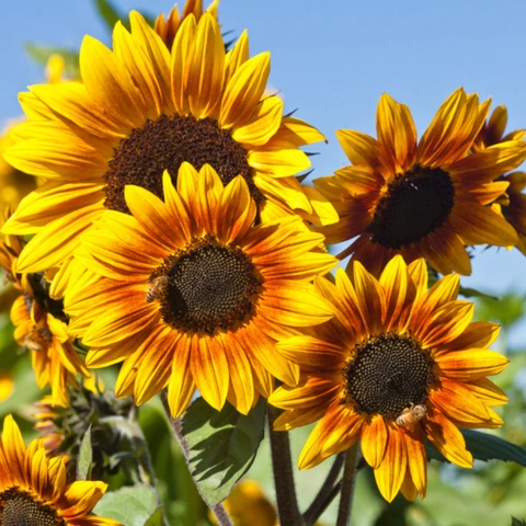 50 sunflower seeds for planting pripton original imaghtzgygfkctuu.webp