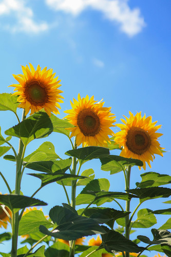 free photo of close up of sunflowers.jpg