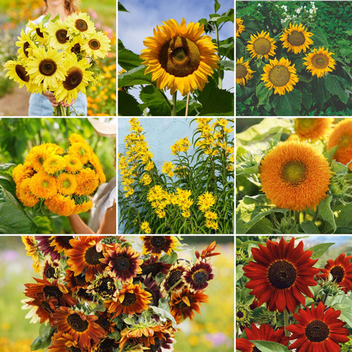 mixes sunny SMISP117 ebg 1.jpg