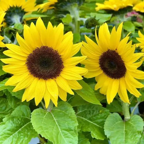 dwarf sunsation sunflowers.webp