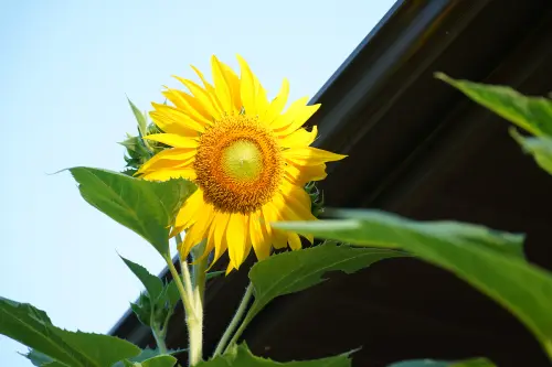 mammoth sunflower roofline 1682521168097.webp