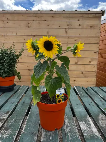 growing sunflowers mary jane duford0858.webp