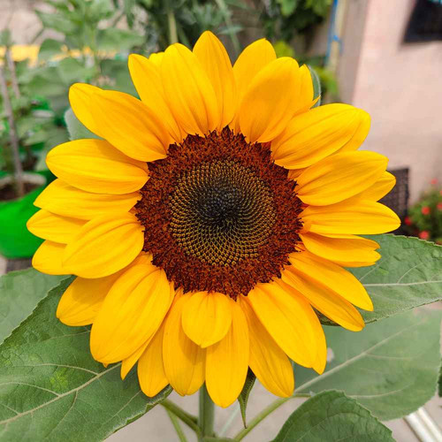 Ornamental Sunflower.jpg