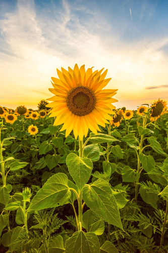 how late can you plant sunflower seeds 5 scaled.jpg