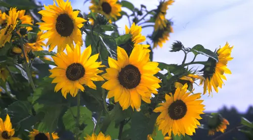 Helianthus annuus Sunflower Mammoth Grey Stripe 1 3072x2048 8c7fb0b1 5bfc 4b91 8bfb 0f9672cb92be dt.webp