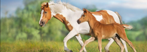 banner 980x350 (1).png