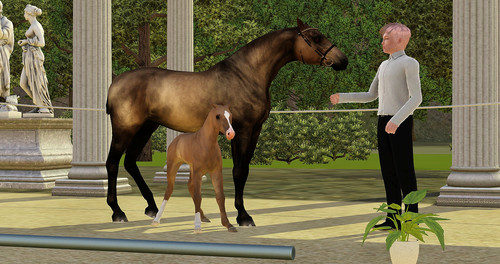 Giotto Greek Foalshow.jpg
