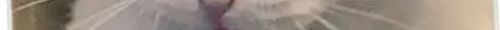 tscat17channels 11.png