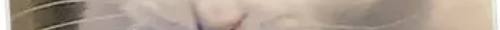 tscat17channels 10.png