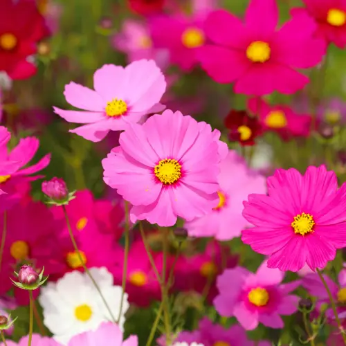 qowdlDX.webp